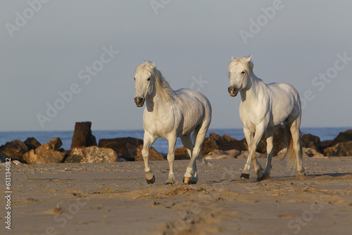 Fototapeta Naklejka Na Ścianę i Meble -  Camargue Horse, Trotting on the Beach, Saintes Marie de la Mer in Camargue, in the South of France