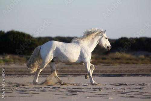 Camargue Horse, Galloping on the Beach, Saintes Marie de la Mer in Camargue, in the South of France