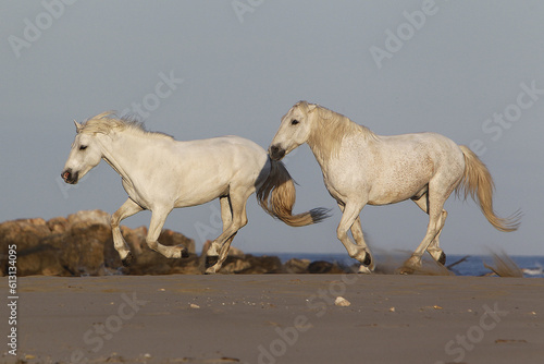 Fototapeta Naklejka Na Ścianę i Meble -  Camargue Horse, Galloping on the Beach, Saintes Marie de la Mer in Camargue, in the South of France