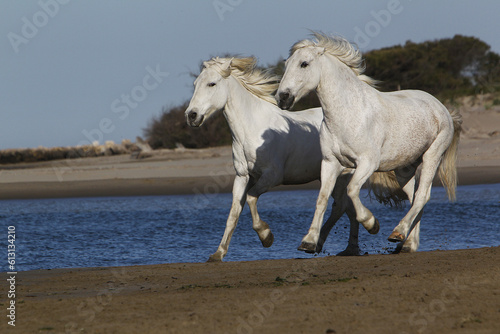 Camargue Horse, Galloping on the Beach, Saintes Marie de la Mer in Camargue, in the South of France © slowmotiongli