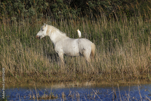 Fototapeta Naklejka Na Ścianę i Meble -  Camargue Horse, Standing in Swamp, Cattle Egret on back, bubulcus ibis, Saintes Marie de la Mer in The South of France
