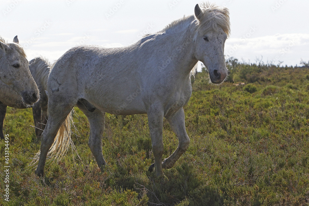 Camargue Horse standing in Meadow, Saintes Marie de la Mer in The South of France Camargue Horse standing in Meadow, Saintes Marie de la Mer in The South of France
