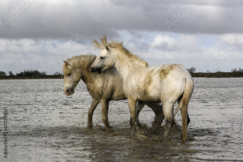 Camargue Horse  Stallions fighting in Swamp  Saintes Marie de la Mer in Camargue  in the South of France