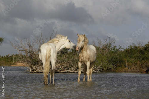 Fototapeta Naklejka Na Ścianę i Meble -  Camargue Horse, Stallions fighting in Swamp, Saintes Marie de la Mer in Camargue, in the South of France