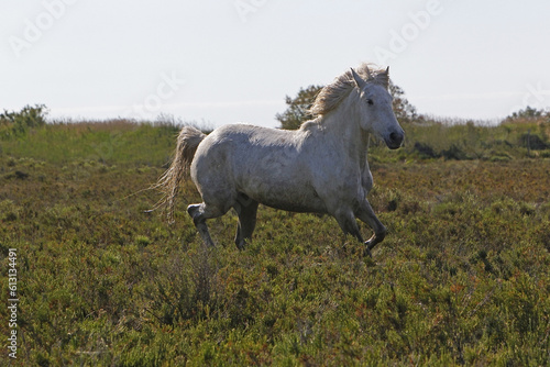 Camargue Horse standing in Meadow, Saintes Marie de la Mer in The South of France