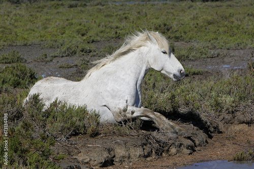 Camargue Horse, Adult Rolling on its Back, Saintes Marie de la Mer in The South of France