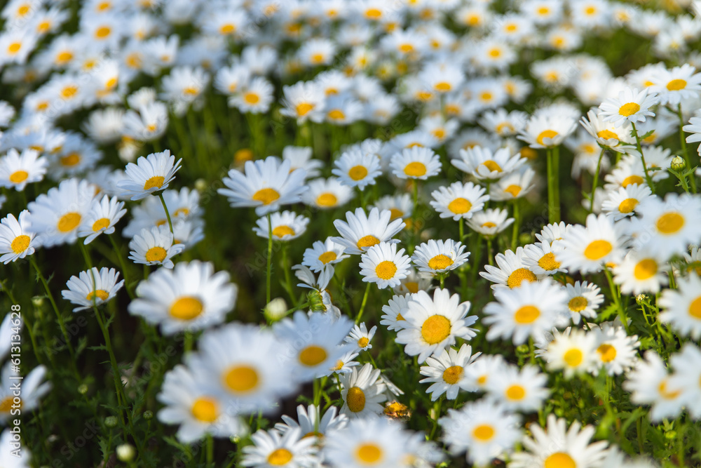 Fototapeta premium Chamomile flower field. Camomile in the nature. Field of camomiles at sunny day at nature. Camomile daisy flowers in summer day. Chamomile flowers field wide background in sun light