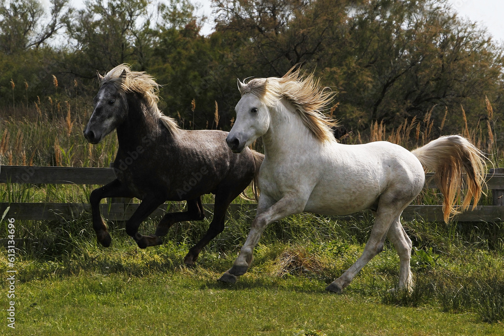 Fototapeta premium Camargue Horse, Pair Galloping through Paddock, Saintes Marie de la Mer in The South of France