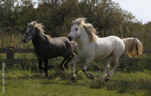 Camargue Horse  Pair Galloping through Paddock  Saintes Marie de la Mer in The South of France