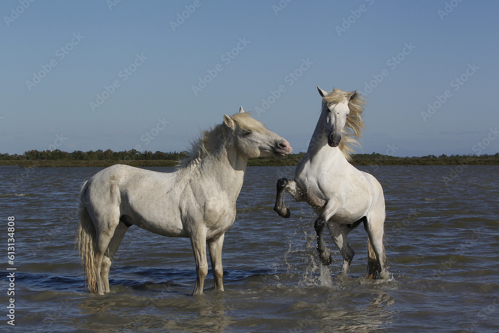 Φωτογραφία Camargue Horse, Stallions fighting in Swamp, Saintes Marie de la Mer in Camargue