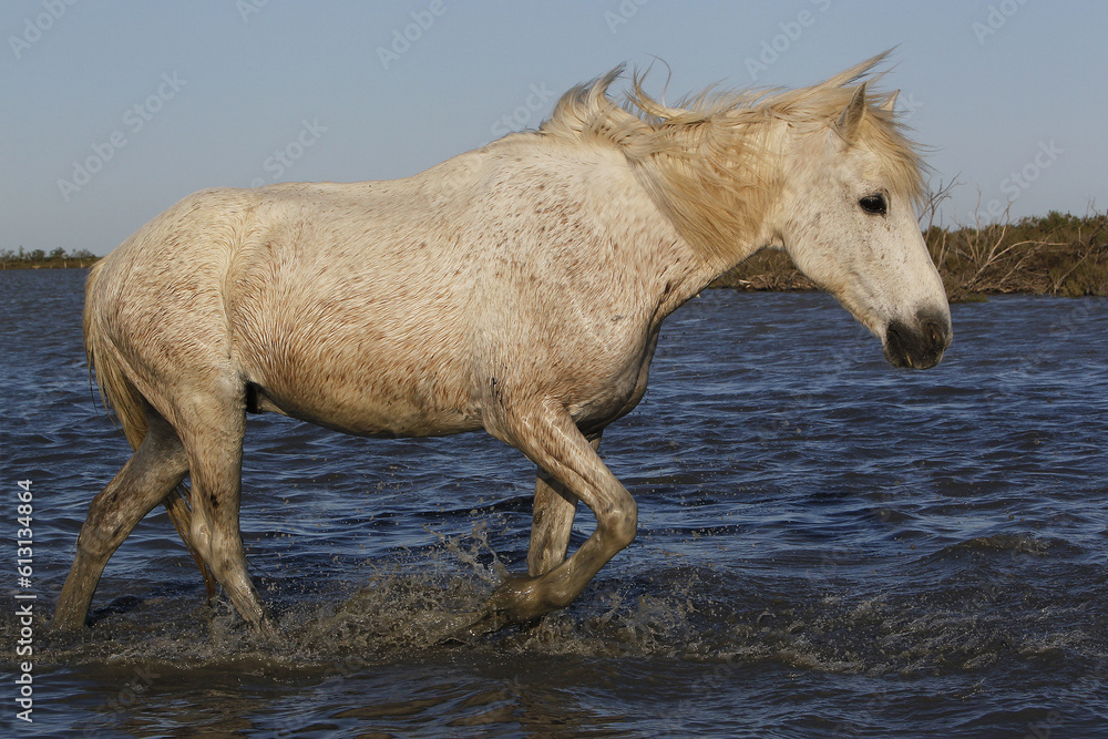 Camargue Horse, Standing in Swamp, Saintes Marie de la Mer in The South of France Camargue Horse, Standing in Swamp, Saintes Marie de la Mer in The South of France