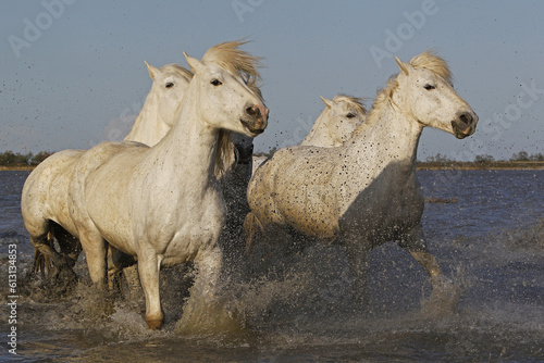 Fototapeta Naklejka Na Ścianę i Meble -  Camargue Horse, Group Galloping through Swamp, Saintes Marie de la Mer in The South of France