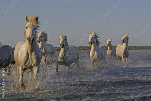 Camargue Horse, Herd Galloping through Swamp, Saintes Marie de la Mer in The South of France