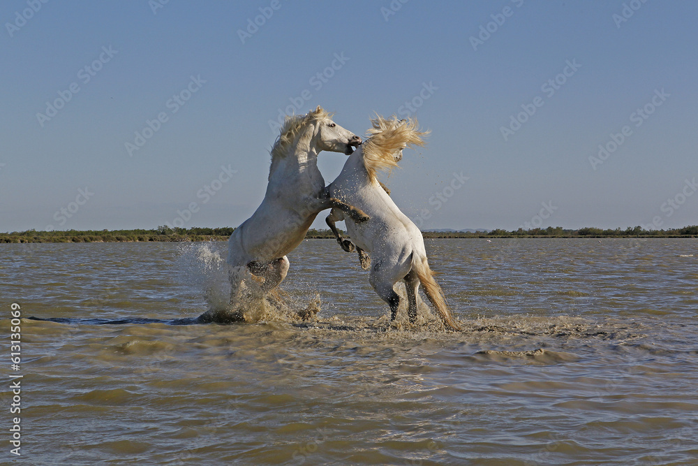 Fototapeta premium Camargue Horse, Stallions fighting in Swamp, Saintes Marie de la Mer in Camargue, in the South of France