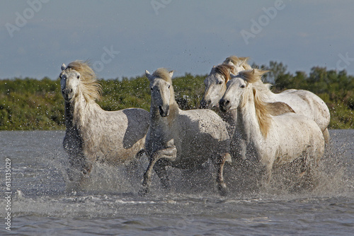 Camargue Horse  Herd Galloping through Swamp  Saintes Marie de la Mer in The South of France