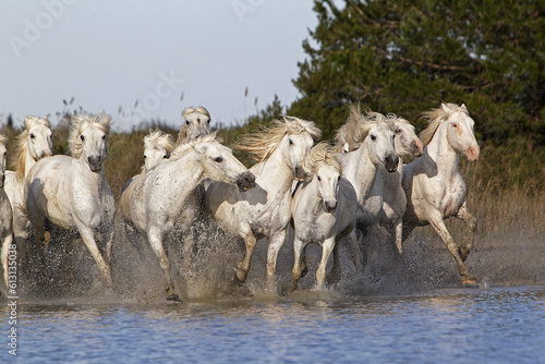 Fototapeta Naklejka Na Ścianę i Meble -  Camargue Horse, Herd Galloping through Swamp, Saintes Marie de la Mer in The South of France