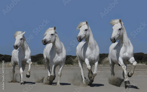 Fototapeta Naklejka Na Ścianę i Meble -  Camargue Horse, Stallion on the Beach, Galloping Sequences, Saintes Marie de la Mer in Camargue, in the South of France