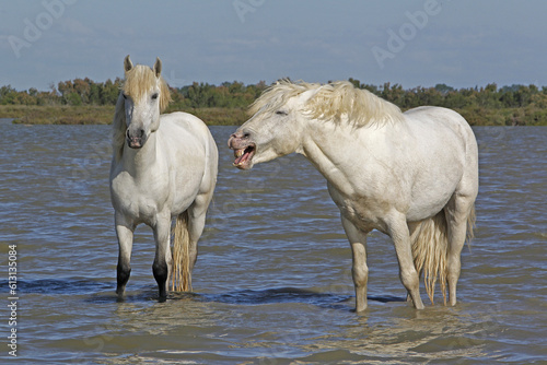 Fototapeta Naklejka Na Ścianę i Meble -  Camargue Horse, Standing in Swamp, Yawning, Saintes Marie de la Mer in The South of France