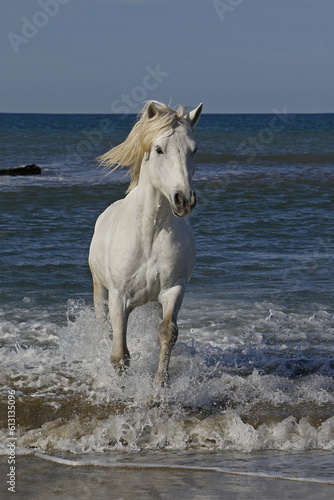 Camargue Horse Galloping in the Sea  Saintes Marie de la Mer in Camargue  in the South of France
