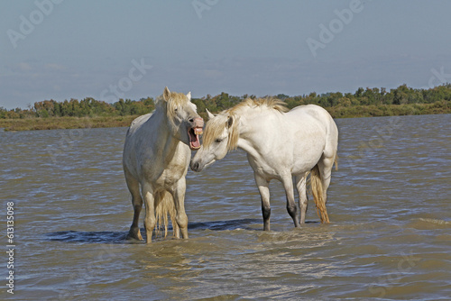 Fototapeta Naklejka Na Ścianę i Meble -  Camargue Horse, Standing in Swamp, Yawning, Saintes Marie de la Mer in The South of France
