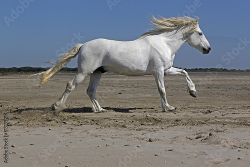 Camargue Horse, Stallion Galloping on the Beach, Saintes Marie de la Mer in Camargue, in the South of France © slowmotiongli