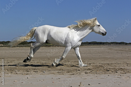 Camargue Horse, Stallion Galloping on the Beach, Saintes Marie de la Mer in Camargue, in the South of France