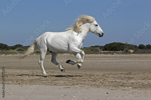 Camargue Horse, Stallion Galloping on the Beach, Saintes Marie de la Mer in Camargue, in the South of France