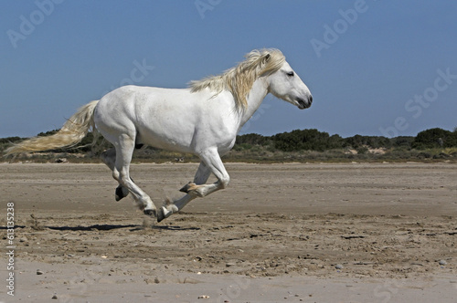 Camargue Horse  Stallion Galloping on the Beach  Saintes Marie de la Mer in Camargue  in the South of France