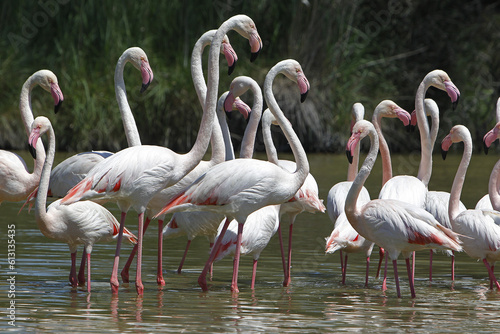Greater Flamingo  phoenicopterus ruber roseus  Group standing in Swamp  Camargue in the South East of France