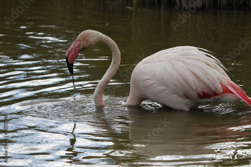 Greater Flamingo  phoenicopterus ruber roseus  Adult standing in Swamp  Looking for Food  Camargue in the South East of France