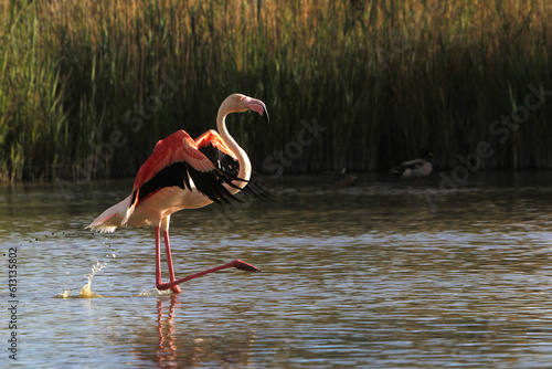 Greater Flamingo, phoenicopterus ruber roseus, Adult in Flight, Taking off from Swamp, Camargue in the South East of France photo