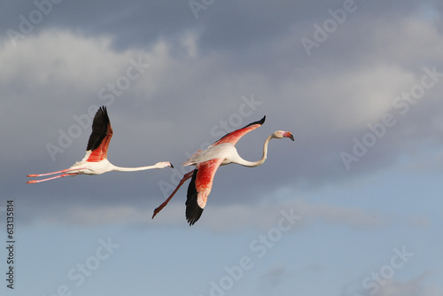 Greater Flamingo, phoenicopterus ruber roseus, Pair in Flight, Camargue in the South East of France