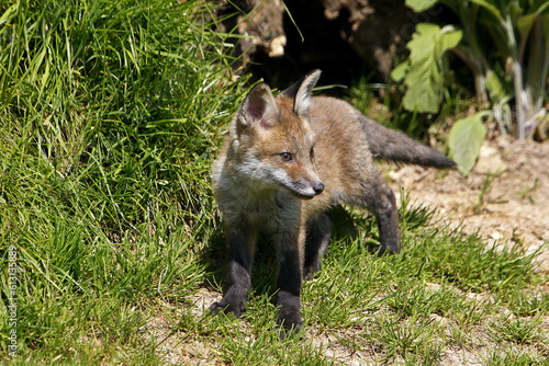 Red Fox, vulpes vulpes, Pup, Normandy in France