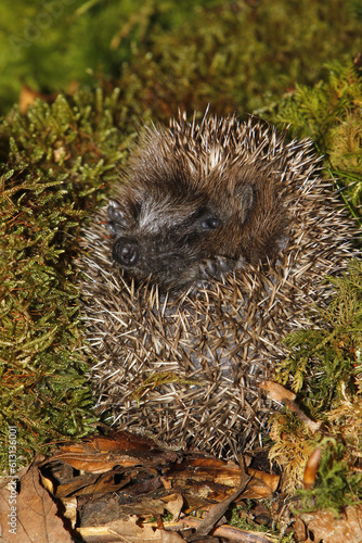 European Hedgehog, erinaceus europaeus, Adult Curled Up on Fallen Leaves, Normandy in France