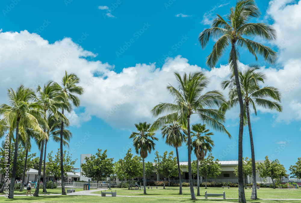  Palm trees at Pearl Harbor Visitor Center, Honolulu, Oahu, Hawaii. The coconut tree (Cocos nucifera) is a member of the palm tree family (Arecaceae) and the only living species of the genus Cocos.