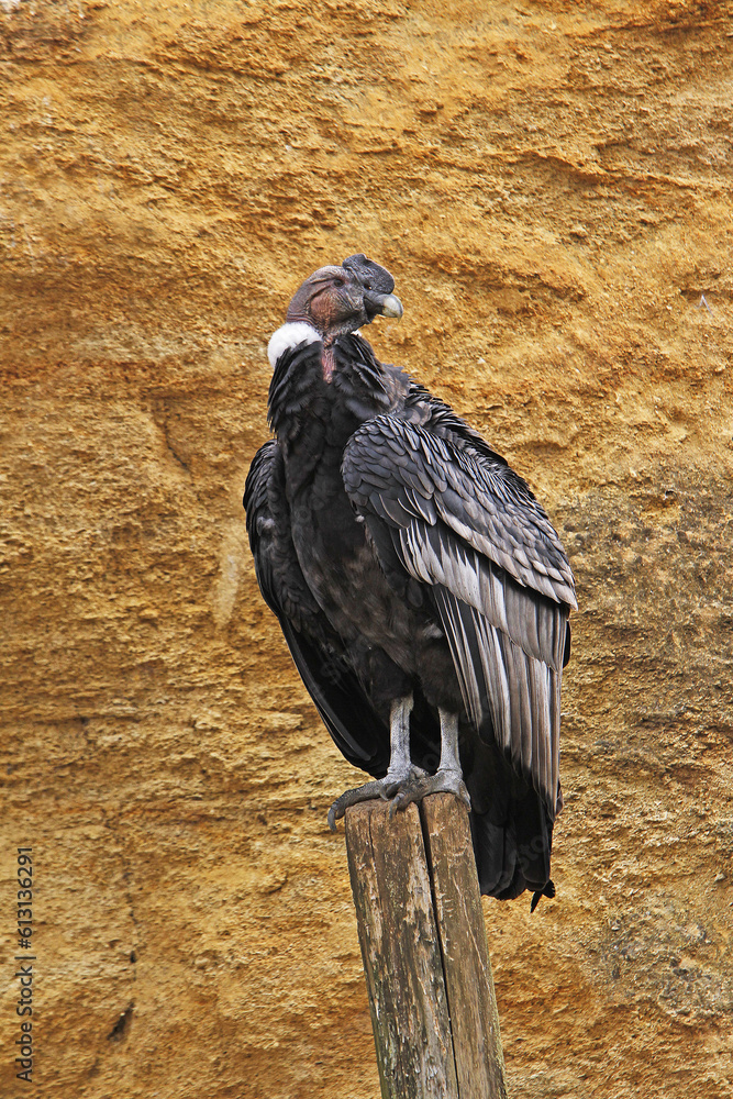 Fototapeta premium Andean Condor, vultur gryphus, Male standing on Post