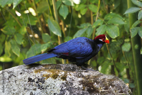 Violet Turaco, musophaga violacea, Adult standing on Stone photo