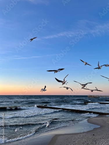silhouettes of flying sea gulls at the sea, sunset time, twilights seascape