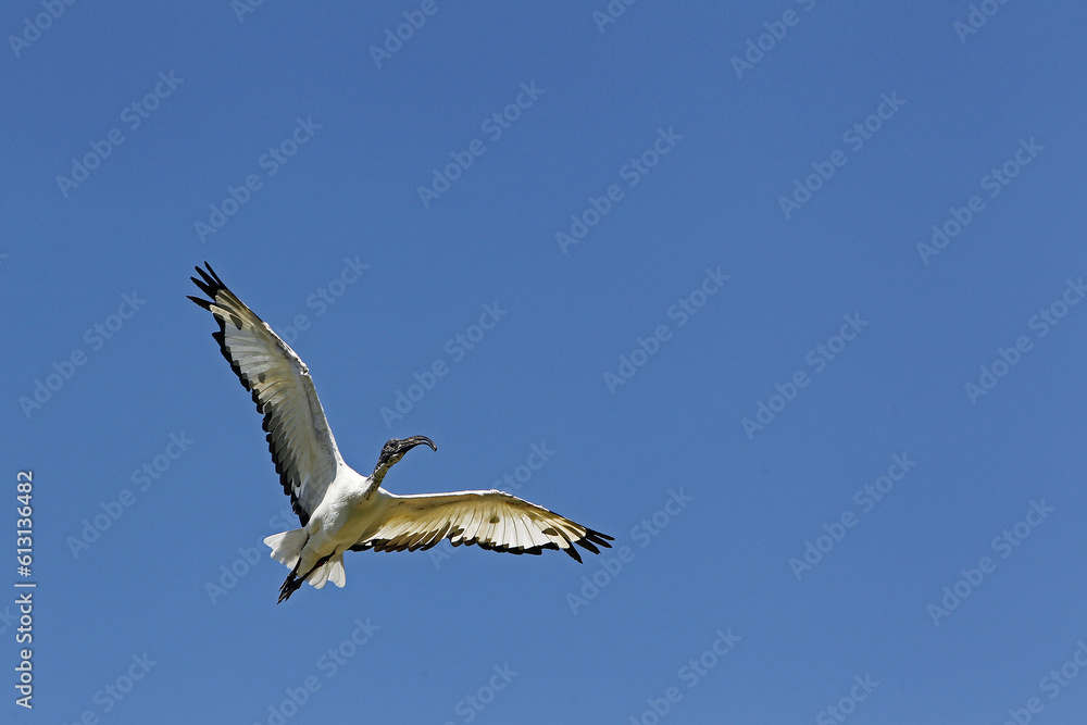 Sacred Ibis, threskiornis aethiopica, Adult in Flight Sacred Ibis, threskiornis aethiopica, Adult in Flight