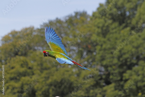 Military Macaw, ara militaris, Adult in Flight photo