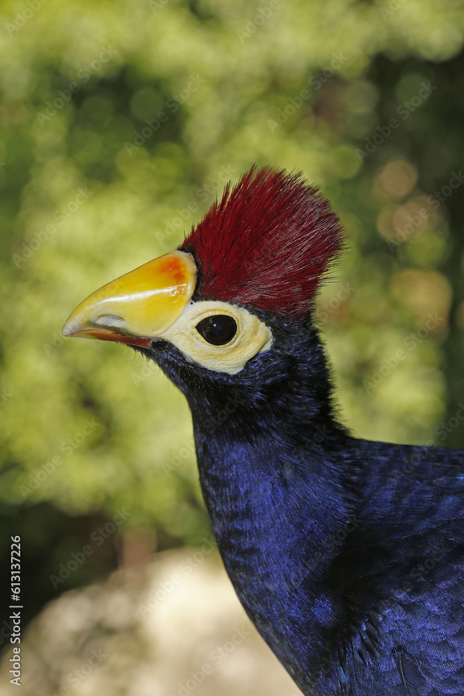 Ross's Turaco, musophaga rossae, Portrait of Adult with Beautiful colors