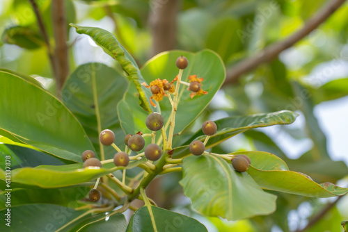 Calophyllum inophyllum is a large evergreen plant  commonly called tamanu  oil-nut  mastwood  beach calophyllum or beautyleaf. Pearl Harbor Visitor Center  Honolulu  Oahu  Hawaii