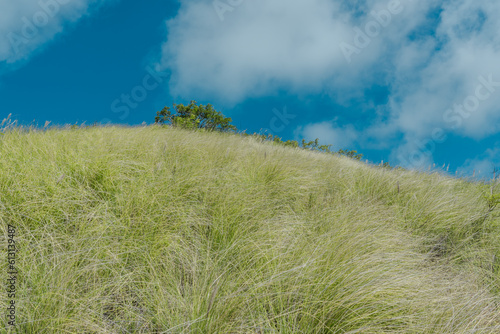 Cenchrus setaceus, commonly known as crimson fountaingrass, is a C4 perennial bunch grass that is native to open. Lanikai Pillbox Hike, Honolulu, Oahu, Hawaii
 photo