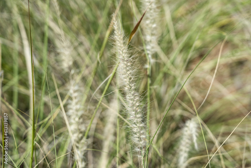 Cenchrus setaceus, commonly known as crimson fountaingrass, is a C4 perennial bunch grass that is native to open. Lanikai Pillbox Hike, Honolulu, Oahu, Hawaii
 photo