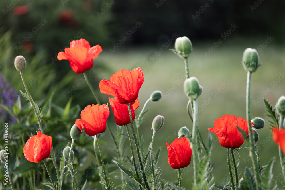 Φωτογραφία red poppy flowers bloom in the garden, Scarlet poppy flowers close-up