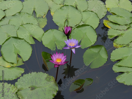Water lily, Cambodia