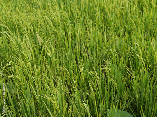 Rice Field, Seam Reap Province in Cambodia