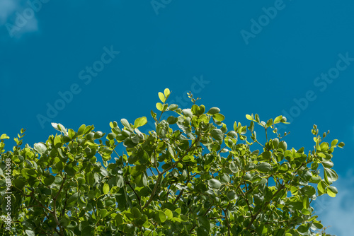 Guaiacum officinale, roughbark lignum-vitae, guaiacwood or gaïacwood, is a species of tree in the caltrop family, Zygophyllaceae,  Lanikai Pillbox Hike, Honolulu, Oahu, Hawaii photo