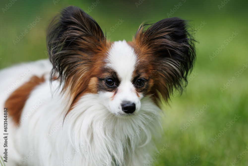 Portrait of a purebred Papillon dog on a background of green grass. Portrait of a purebred Papillon dog on a background of green grass.
