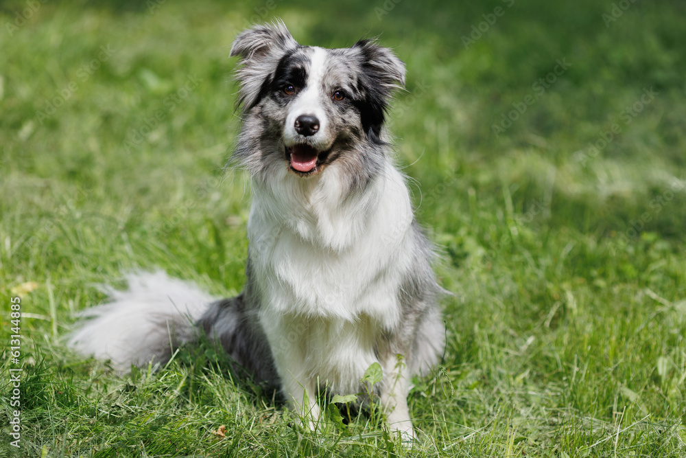 A grey and white border collie is resting on the green grass.
